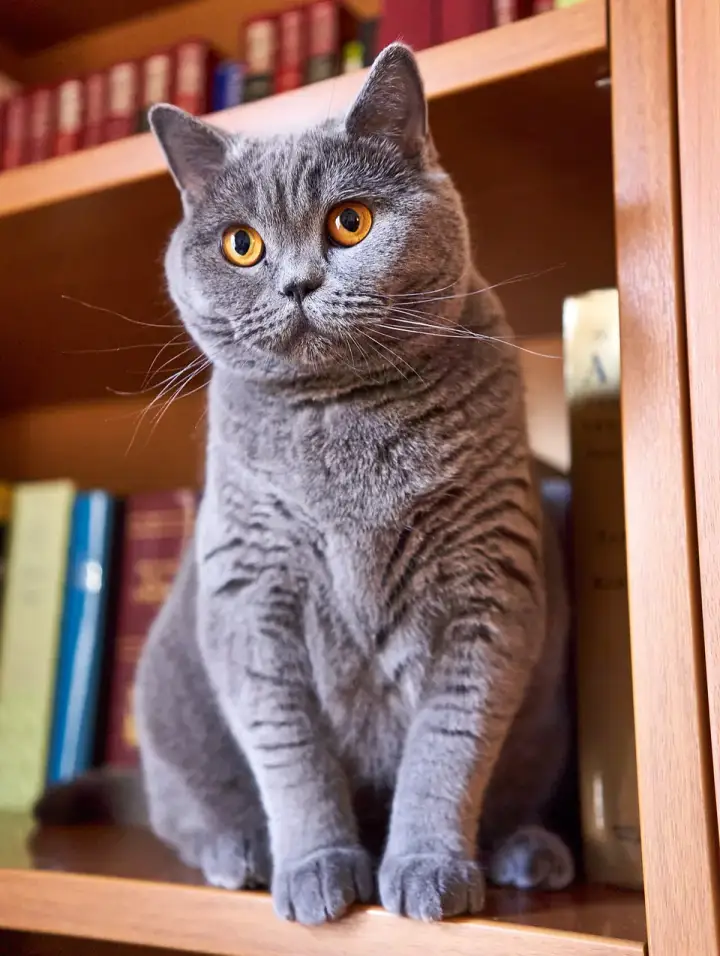 British shorthair before the knight still