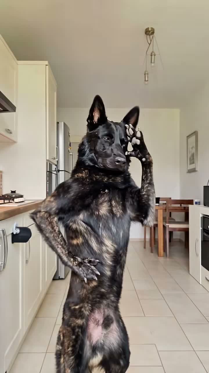 AI dog standing upright in a bright kitchen doing the Bad Times routine, TikTok trend clip