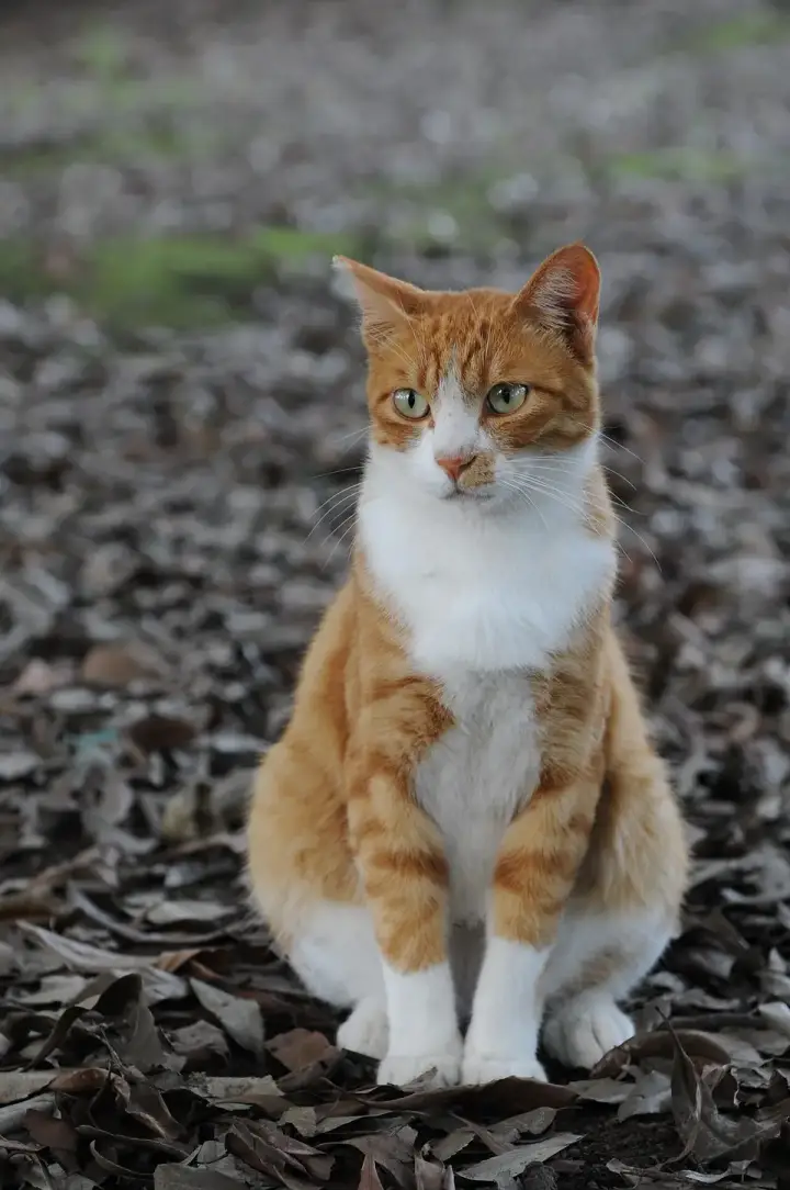 Orange tabby before the knight still