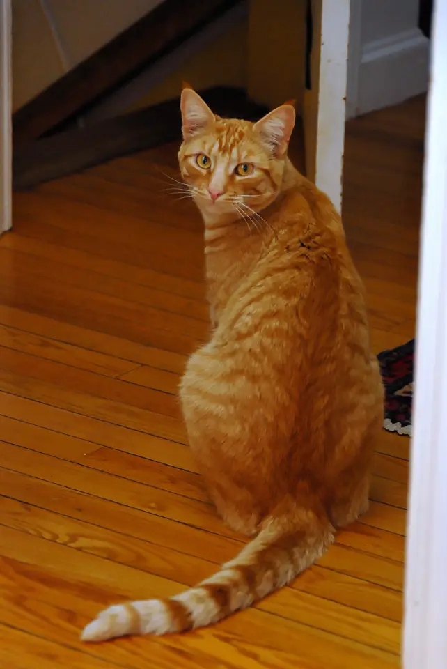Orange tabby cat in a doorway, source photo by Dwight Sipler