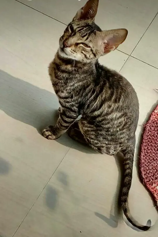 Tabby cat sitting on a tile floor, source photo by Diksha