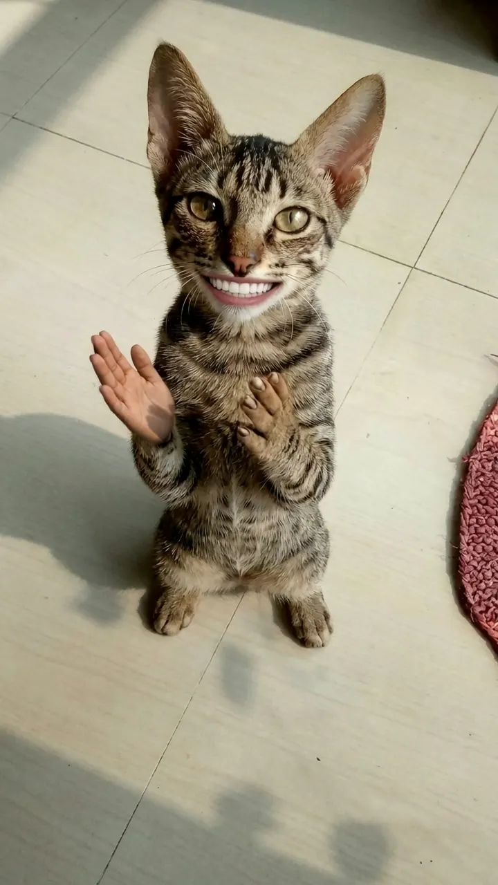 Sample tabby cat standing upright and clapping
